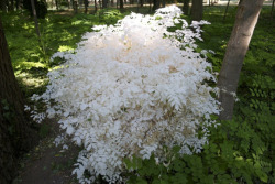itsbenedict:  heywetotheotherworld:jumpingjacktrash:  coolthingoftheday:  Trees, like animals, can also experience albinism, though it is extremely rare.  the reason it’s rare is because without chlorophyll, the plant can’t get energy, and dies shortly