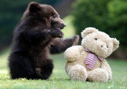 wonderous-world:  This adorable brown bear
