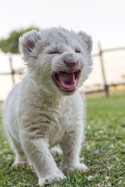 llbwwb:  Cute Layla with open mouth (by Tambako