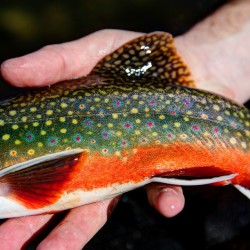 Spawning Brook Trout