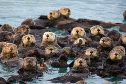 Safety in numbers (a raft of Sea Otters)