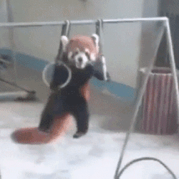 animal-factbook:  Red pandas are amazing gymnasts who display extreme amounts of strength and discipline on events such as the rings. They have yet to master the balance beam, but it is only a matter of time.