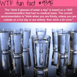 wtf-fun-factss:The Myth of Drinking 8 Glasses of Water - WTF fun facts