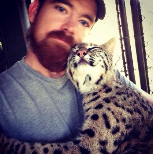 Porn photo pleatedjeans:  30 Big Cats Caught Being Adorable