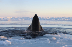 awkwardsituationist:  a pod of eleven killer whales - a family of two adults and nine juveniles - was discovered trapped in the ice of the hudson bay off the coast of the small inuit village of inukjuak. confined for two days in the small breathing hole,