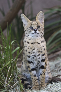 sdzoo: It doesn’t get any cuter than Kamari the serval kitten. 