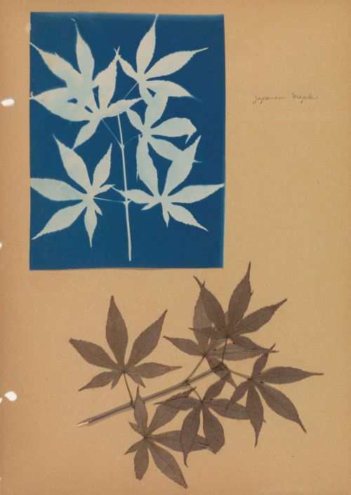 nobrashfestivity:Unknown, Notebook with cyanotypes and leaves, around 1900