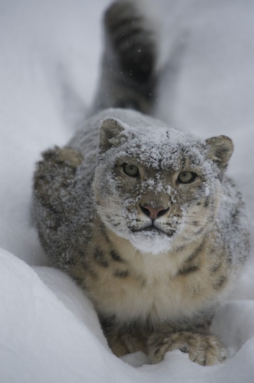 Snow leopard [Irbis] (Panthera uncia or Uncia adult photos