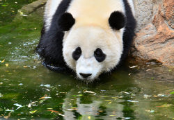 pandasneedourlove:    © Linda    	Bao Bao in the River Shan at National Zoo in DC on June 13, 2015