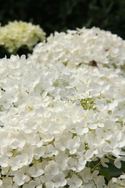 greenreblooming:  plants for florescence_white flowers: Hydrangea arborescens, presumably the ‘Grandiflora’ cultivar *photos 26 July 2014. 