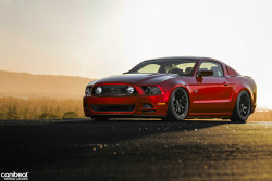 greg0479:  Ford Mustang