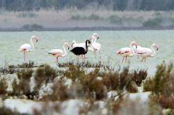 twentyonelizards: congenitaldisease: This black flamingo was spotted in Cyprus. It is just the second black flamingo ever seen. The first one was seen in Israel in 2014 but experts believe they may be the same bird, meaning that only one black flamingo