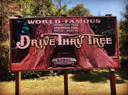 Drive through tree #leggett #mendocino  (at Leggett, California) https://www.instagram.com/p/BnvKJMIBIvp/?utm_source=ig_tumblr_share&amp;igshid=1qie8l5uog8tu