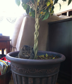 megsonthemoon: notkatniss:  Kitty isn’t allow outside and she gets mad at us so she sits in the potted tree and pretends she is outside  SHE LOOKS SO SAD 