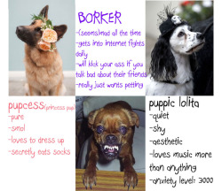 doctornsara:  TAG YOURSELF: Doggo edition I made a thing for my other blog @good-dog-girls ‘s #Cutesday 