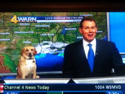 bewbin:  “the weather seems ruff today doesnt it Spot haha?”“dont patronize me Greg” 