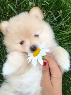 thriftedrose: Yes, this puppy is real.