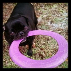 Gypsy, with her binky. #Favorite #Toy #Pugstagram #Pugs #Pug #Love #Happy #Instamood (at Pug Manor)