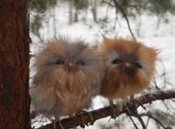 awwww-cute:  Cute baby owls 