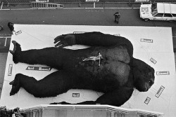 photos-de-france:  Promo parisienne pour King Kong, 1976.