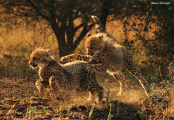 magicalnaturetour:  Cheetah cubs, by guide