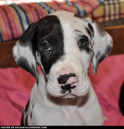 aplacetolovedogs:  Great Dane puppy little baby Mariah, such a cute little baby girl. Service Danes is an organization that trains Great Danes to be service dogs for the mobility impaired @servicedanes For more cute dogs and puppies