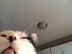 theoreocat:  cat selfies 