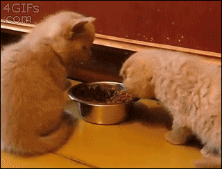 catgoddess:  awwww-cute:  Get away from my food! Wait… You’re… Really Fluffy  *Pat pat pat pat*   cosita:3