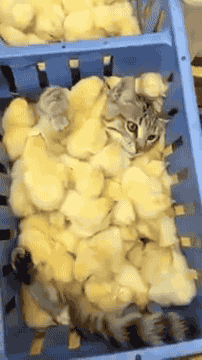 darkinternalthoughts:  iamthenamechanger:  @carnalincarnate @misssquirrel   What happened here?  Sweet pussy gets a pile of chicks.