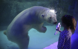 yahoonewsphotos:  A visitor holds up her toy bunny to the aquarium glass in front of Aurora the Russian polar bear at the Sao Paulo Aquarium in Sao Paulo, Brazil, Thursday, April 16, 2015. Two Russian polar bears, Aurora and Peregrino, were moved from