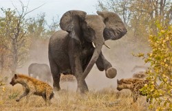 Back off, buddy (a mother elephant defending her young against hyenas)