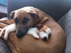 awwww-cute:  trial period to see if our older dog get’s along w/ new pup from rescue 