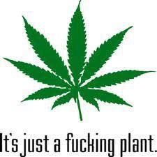 weed-palace:  Smoke your own pot right now - Click here