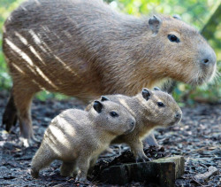 Gentle giants (Capybara with her young &hellip; these South American animals are the world’s largest rodent and can grow to be 4.5 feet long and weigh up to 140 lbs)