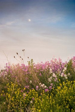 expressions-of-nature:  Wildflowers and Evening