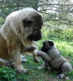 xflowerxchild:  ms-macky:  Caucasian Ovcharka aka Caucasian Mountain Shepherds aka Mini Russian Bears 200 pounds of Bear hunting cuteness  I saw one of these at the vet’s office the other day. Holy fucking shit. Deepest bark ever, but the sweetest thing