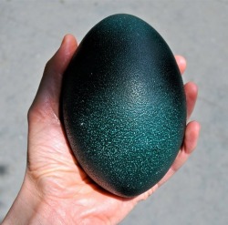 awesomeflyingfreedom: sixpenceeeblog: This is an emu egg. One emu egg weighs about two pounds, or the equivalent of roughly 12 chicken eggs. Size, however, isn’t the only trait that sets emu eggs apart. Their stunning, emerald color makes them one of