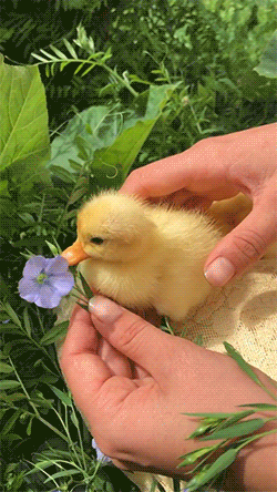 fluffygif:  Lovely baby ducks