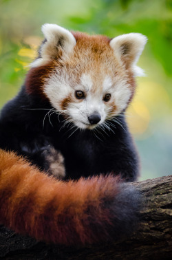wild-diary:  Red Panda | Mathias Appel