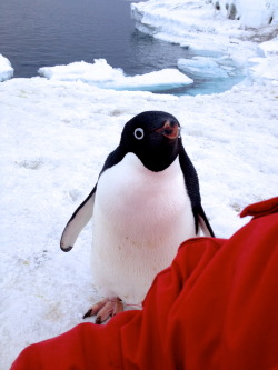 timelordy-teganbreann:  jynnne:  I was sitting on sea ice when I heard a little peep over my shoulder.  noot noot 