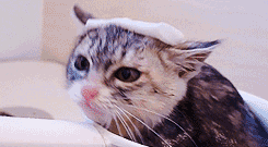 datepalm:  justjasper:  cat doesn’t want to get out of nice warm bath [x]  I wish my cat loved water :( 