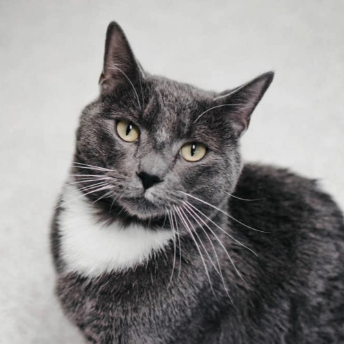 shelterpetproject: What a stunner!  Sweet Sky loves attention and he’ll be one of the first to greet you in Kitty Korner at the shelter. Sky would prefer a calm household where he can hang out with his humans❤️