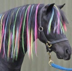 sumisa-lily: I want a punk rock horse…  Cause I still want a punk rock horse.