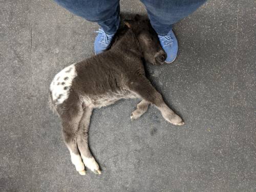 everythingfox:“I’m a horse vet. This adorable little guy fell asleep on my feet while I talked to his people.”(Source)