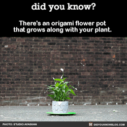 did-you-kno:  There’s an origami flower pot that grows along with your plant.  Source 