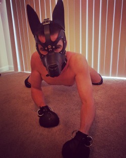 pupmishka:  I love seeing other people in my gear. He sure does make a cute puppy. 