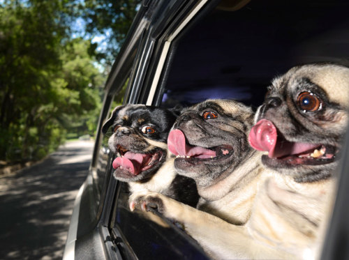 Porn photo kaihire:  thefrogman:  Dogs in Cars [website]