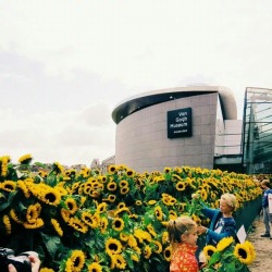 cita-spectre: tiredflowerchild: Van Gogh museum in Amsterdam, surrounded by 125k sunflowers. You’re allowed to take home as many as you want.  @ileftmyheartinwesteros 🌻💛 I&rsquo;d die and go to heaven there