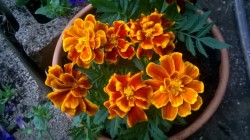 I absolutely love my fiery marigolds &lt;3 (X)
