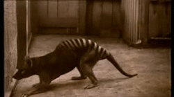 animalsnatureveganism:  drop-the-dagger-romeo:  redslice:  The extinct Tasmanian tiger  i cant believe that we allowed an animal which was alive so recently that we have videos of it to go extinct  In a way you’d think that in these modern times we